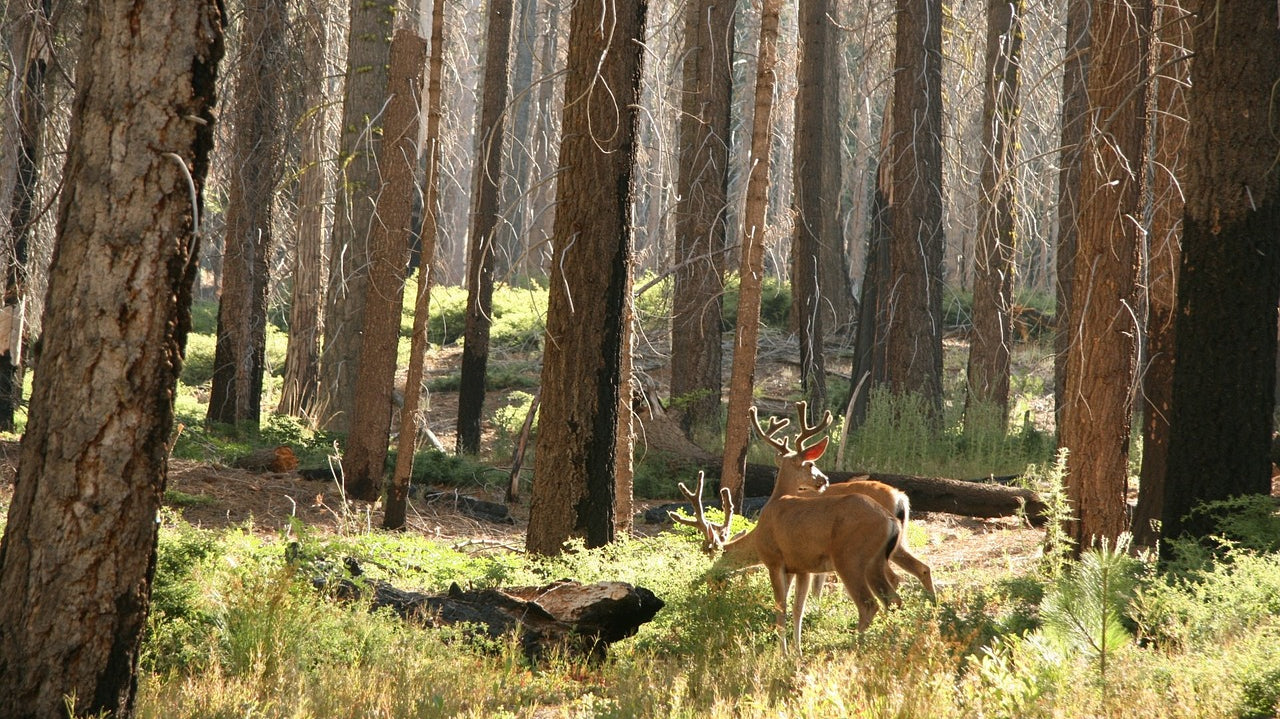 The-Ultimate-Hunting-Checklist-for-Beginners GLORYFIRE®