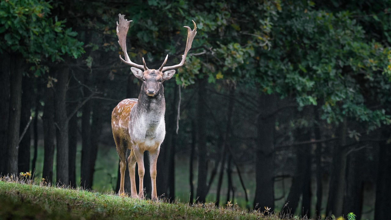 Hunting-Whitetail-Deer-in-the-rain GLORYFIRE®