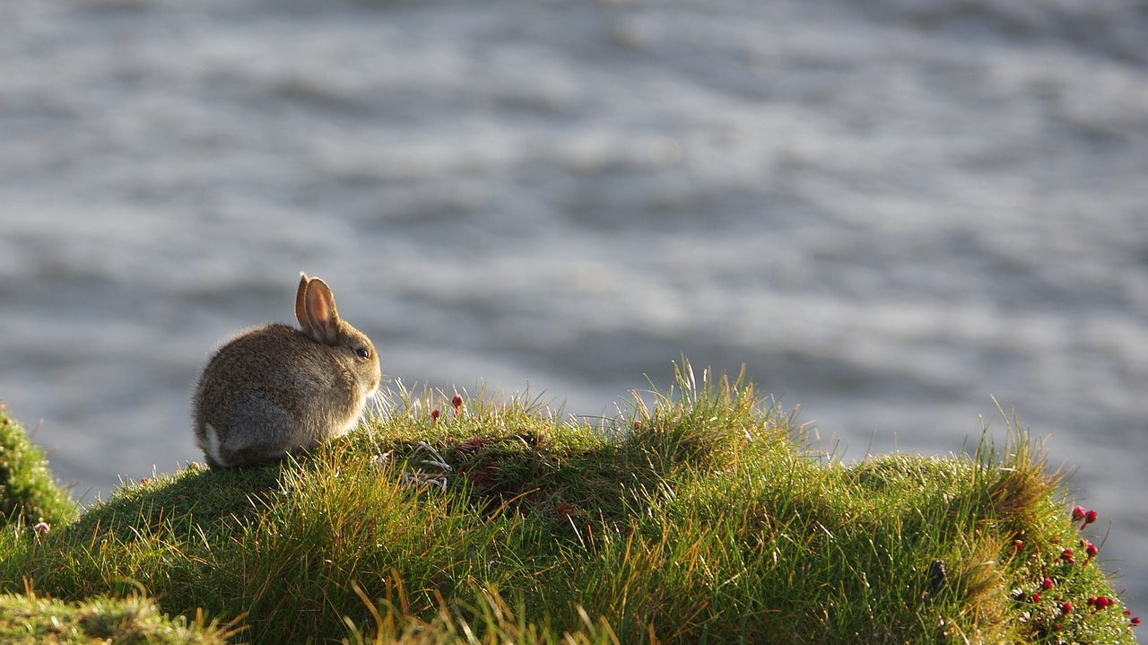 Rabbit-Hunting-for-Beginners-Everything-You-Need-to-Know GLORYFIRE®