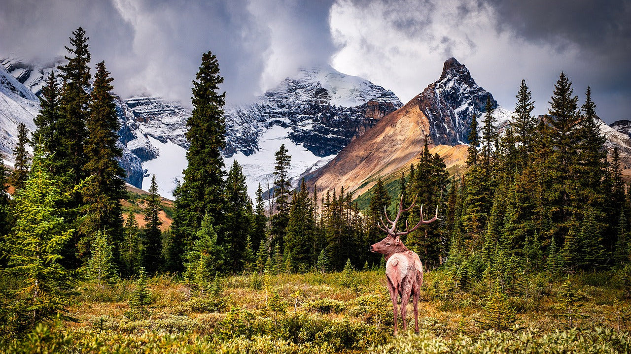 4-Survival-Tools-You-Must-Have GLORYFIRE®