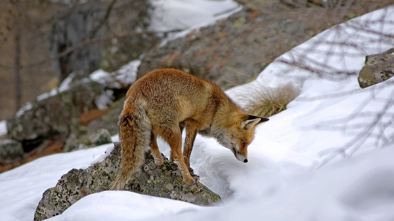 Hunt-in-Winter-How-to-Stay-Warm-and-Focused GLORYFIRE®
