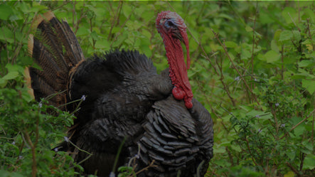 What-You-Need-for-Turkey-Hunting-Essential-Tools-and-Our-Expert-Solutions GLORYFIRE®