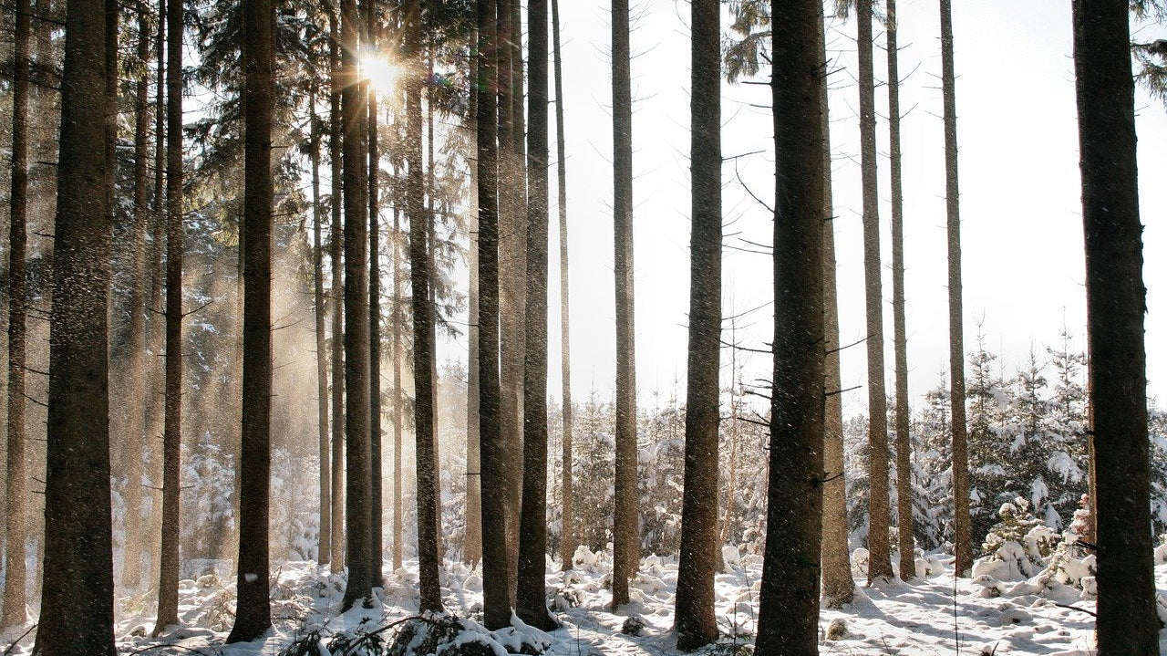 Hunting-in-Remote-Areas-Essential-Gear-and-Safety-Tips GLORYFIRE®