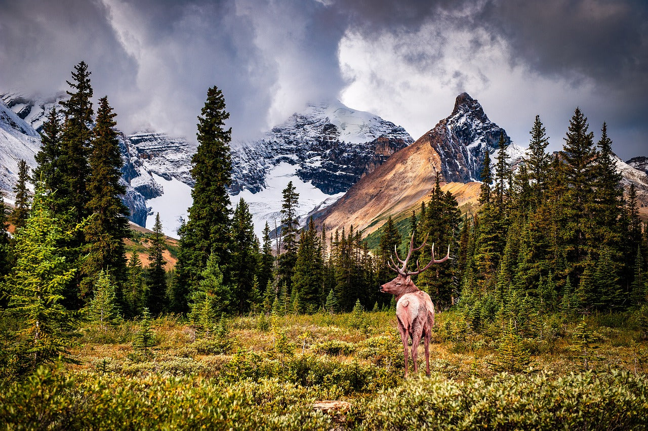 4-Survival-Tools-You-Must-Have GLORYFIRE®