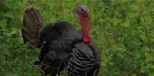 What-You-Need-for-Turkey-Hunting-Essential-Tools-and-Our-Expert-Solutions GLORYFIRE®